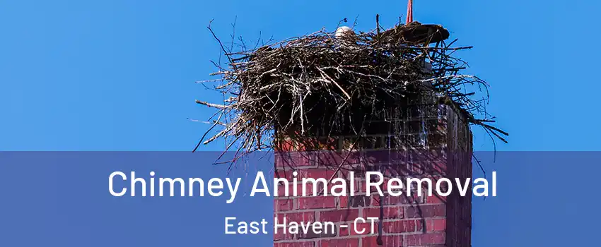  Chimney Animal Removal East Haven - CT