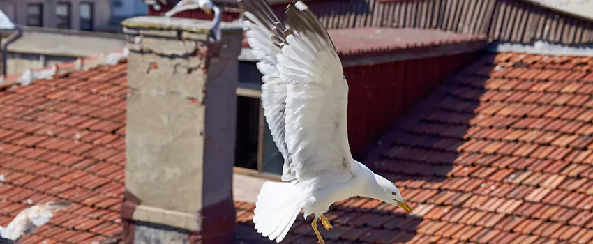 Residential Chimney Animal Removal Solution in East Haven, CT